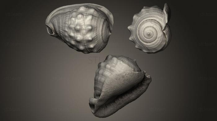 Shell 4